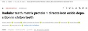 《Science》：科学家从软体动物牙齿中汲取经验，提供3D打印先进材料开发新途径