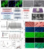 青岛理工大学在3D打印柔性电极阵列及高性能细胞内电生理记录方面取得重要科研进展