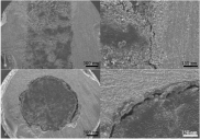 浙江大学新研究：利用光固化3D打印可释放抗生素的骨钉植入物