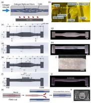 突破性研究：多尺度多方向定向胶原蛋白水凝胶的3D打印技术
