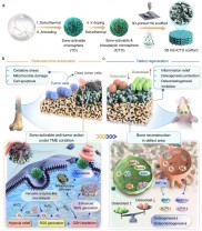 超声激活生物催化3D打印支架：智能序贯根除骨肉瘤与促进骨再生的一体化疗法