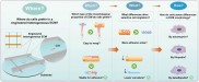 贺永教授团队：高精度3D打印仿生ECM助力微纳结构对细胞行为调控机制的探究