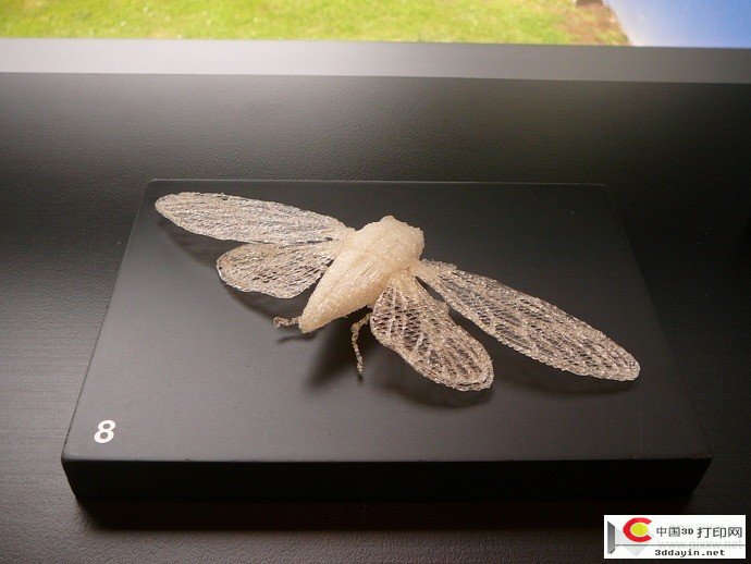 08-cicada2_preview_featured.jpg