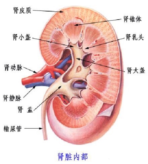 肾小管腔图片