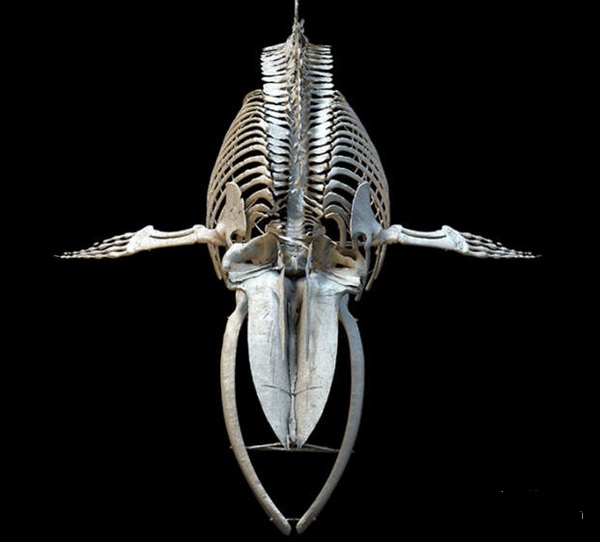 鲸鱼的头骨图片