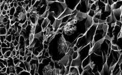 <b>研究人员表示3D打印仿生珊瑚可以改善生物能和珊瑚礁</b>