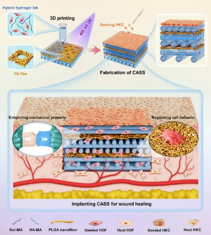 图案化纳米纤维膜+水凝胶制备生物3D打印人造皮肤替代品